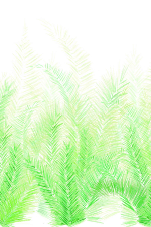 Palmar